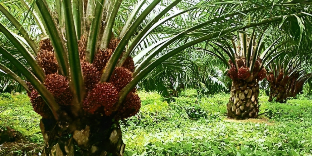 Palm Oil plantaion